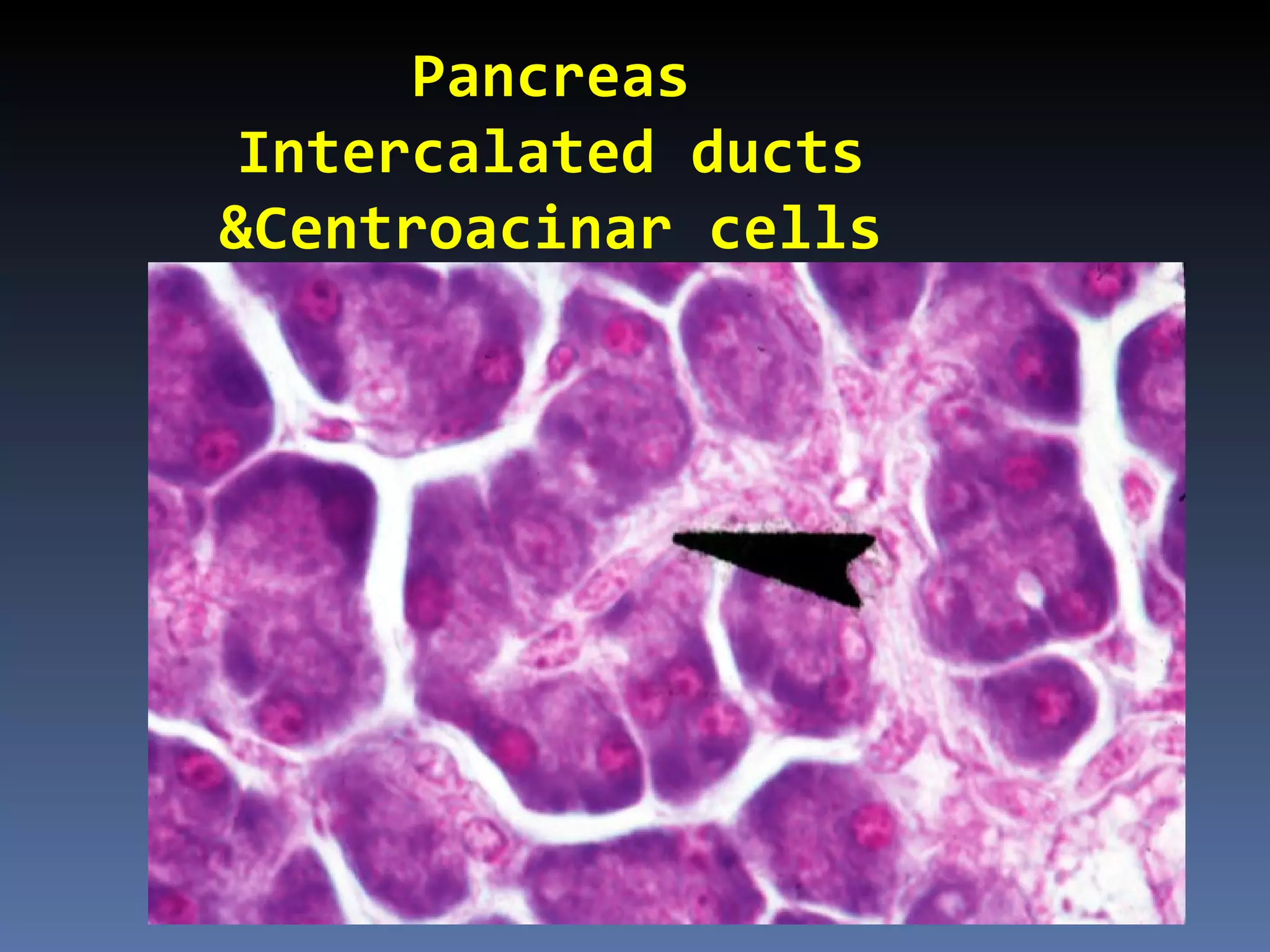 Pancreas
Intercalated ducts
&Centroacinar cells
 