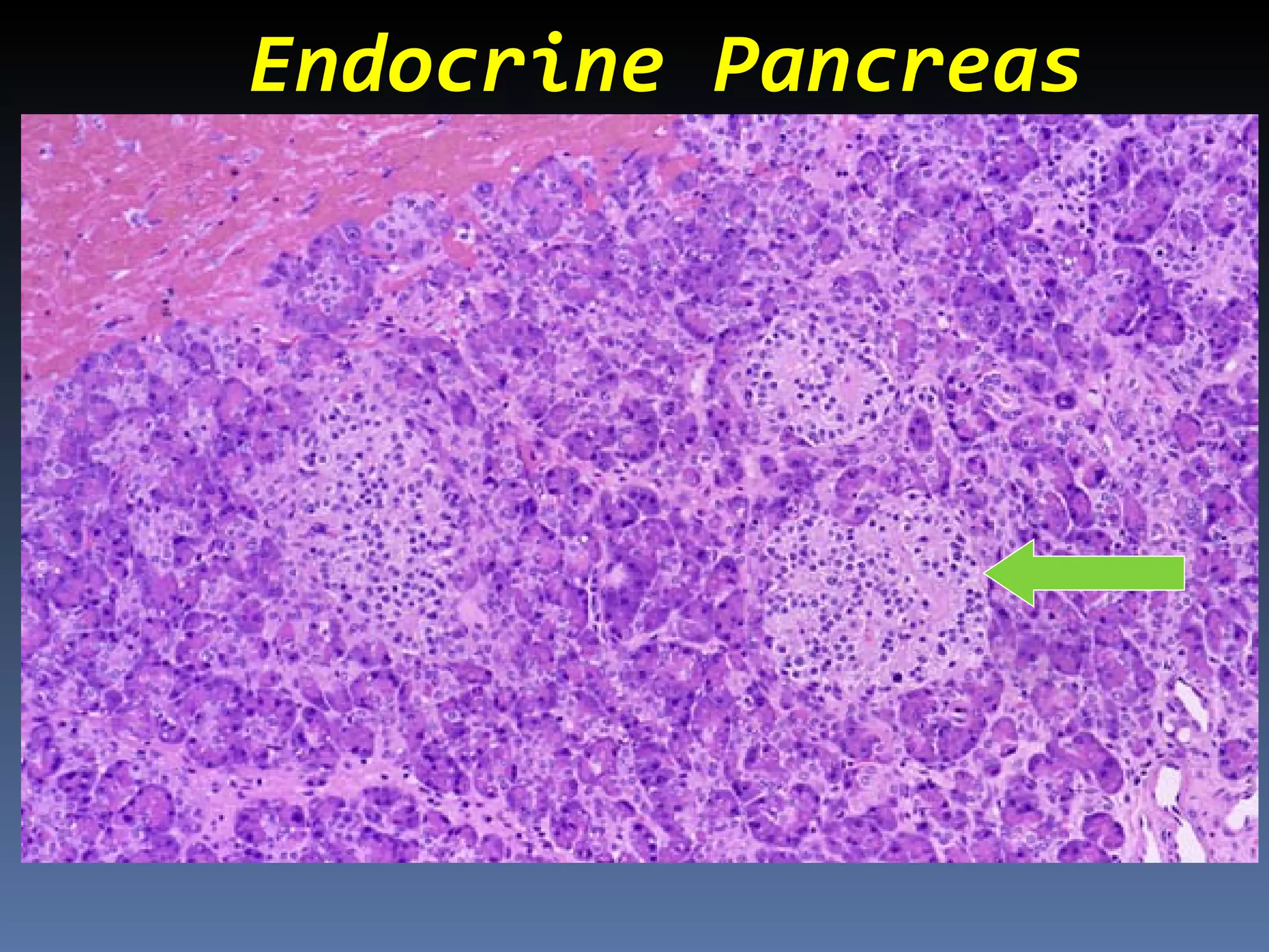 Endocrine Pancreas
 