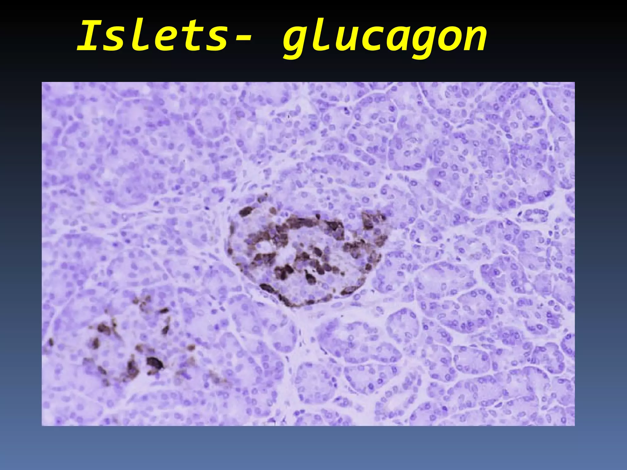 Islets- glucagon
 