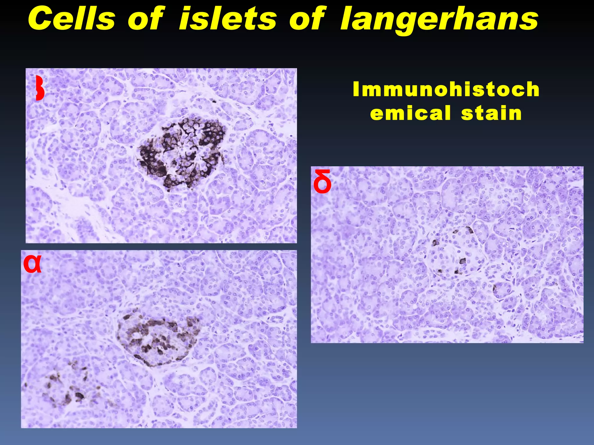Cells of islets of langerhans

β                   Immunohistoch
                     emical stain


                δ

α
 
