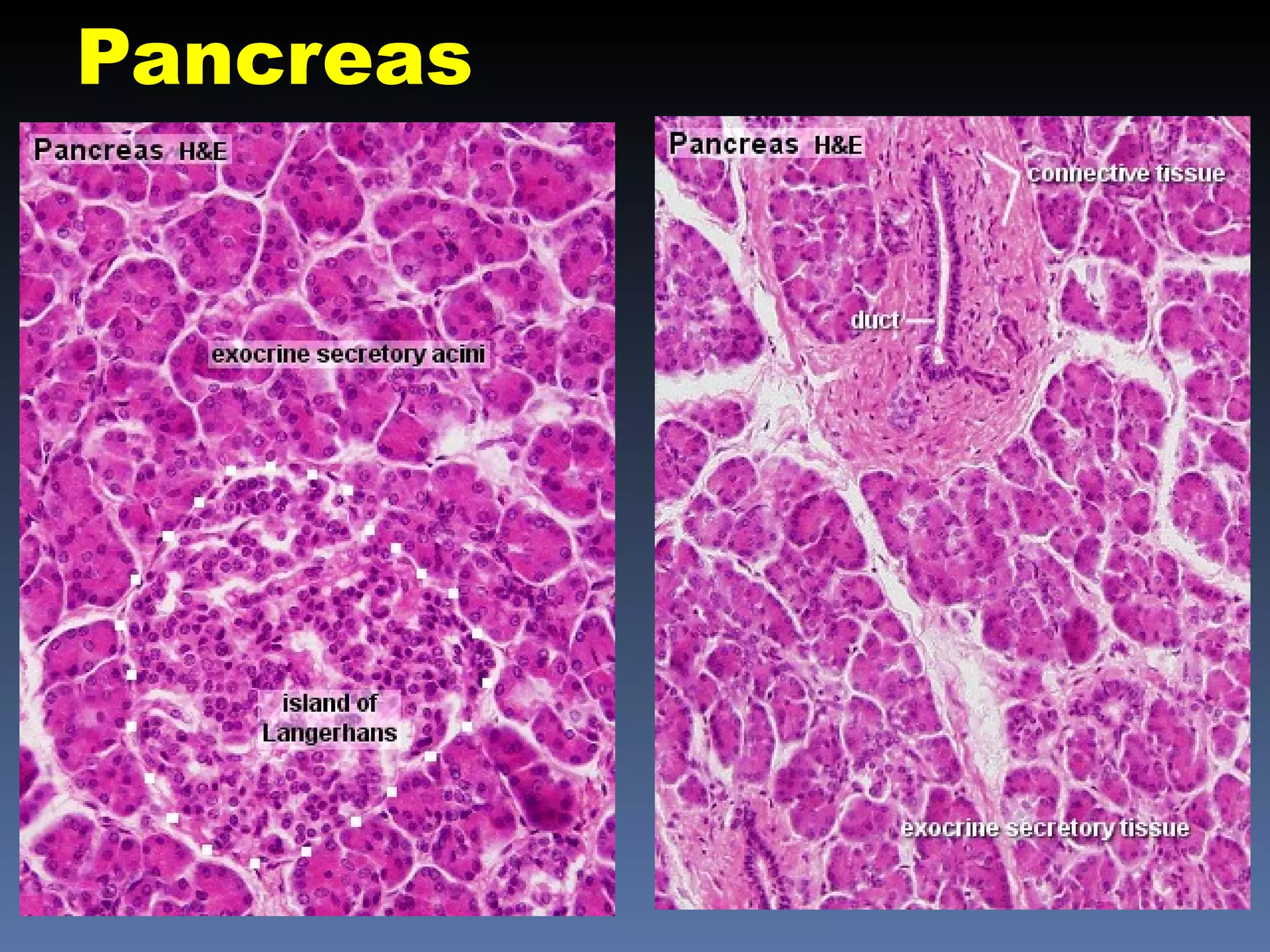 Pancreas
 
