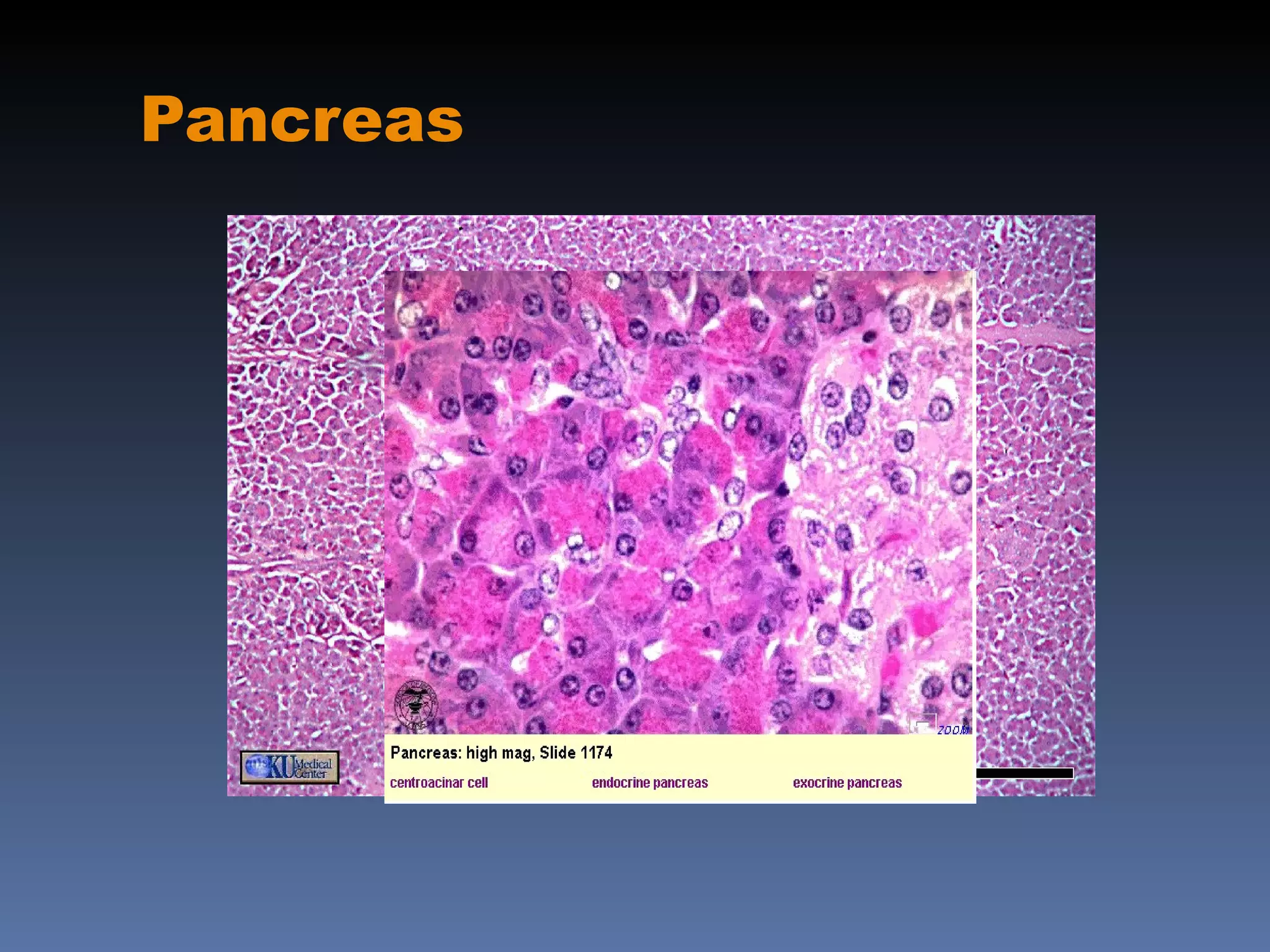Pancreas
 