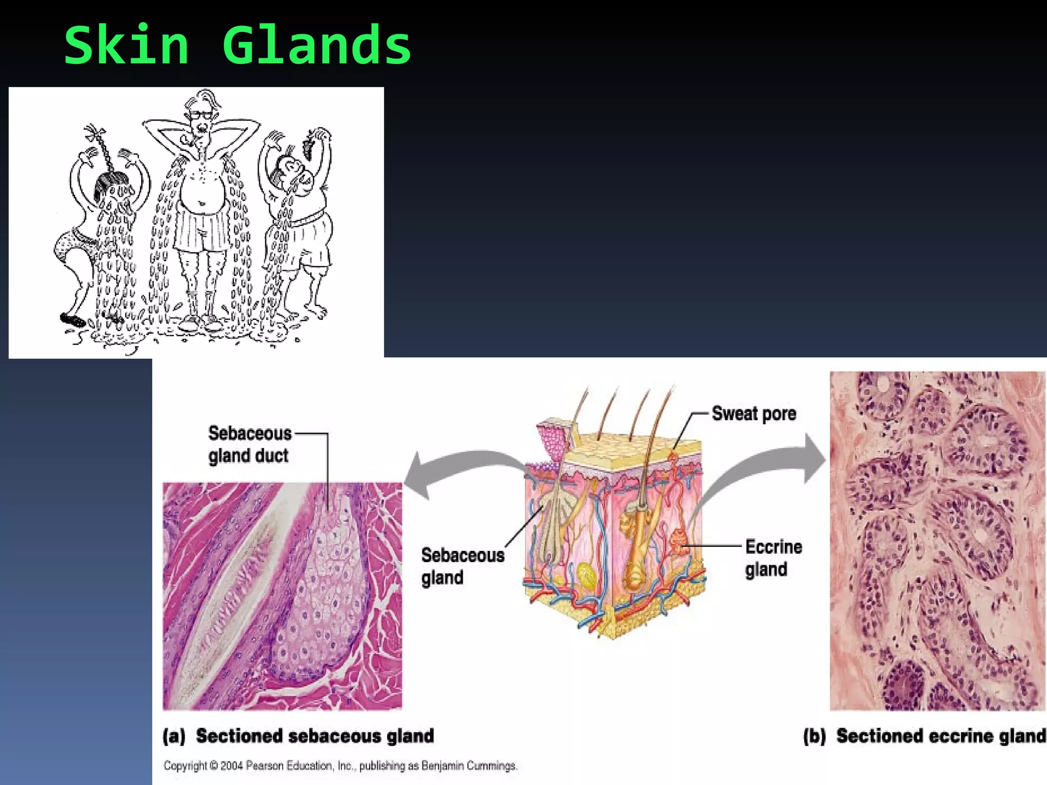 Skin Glands
 