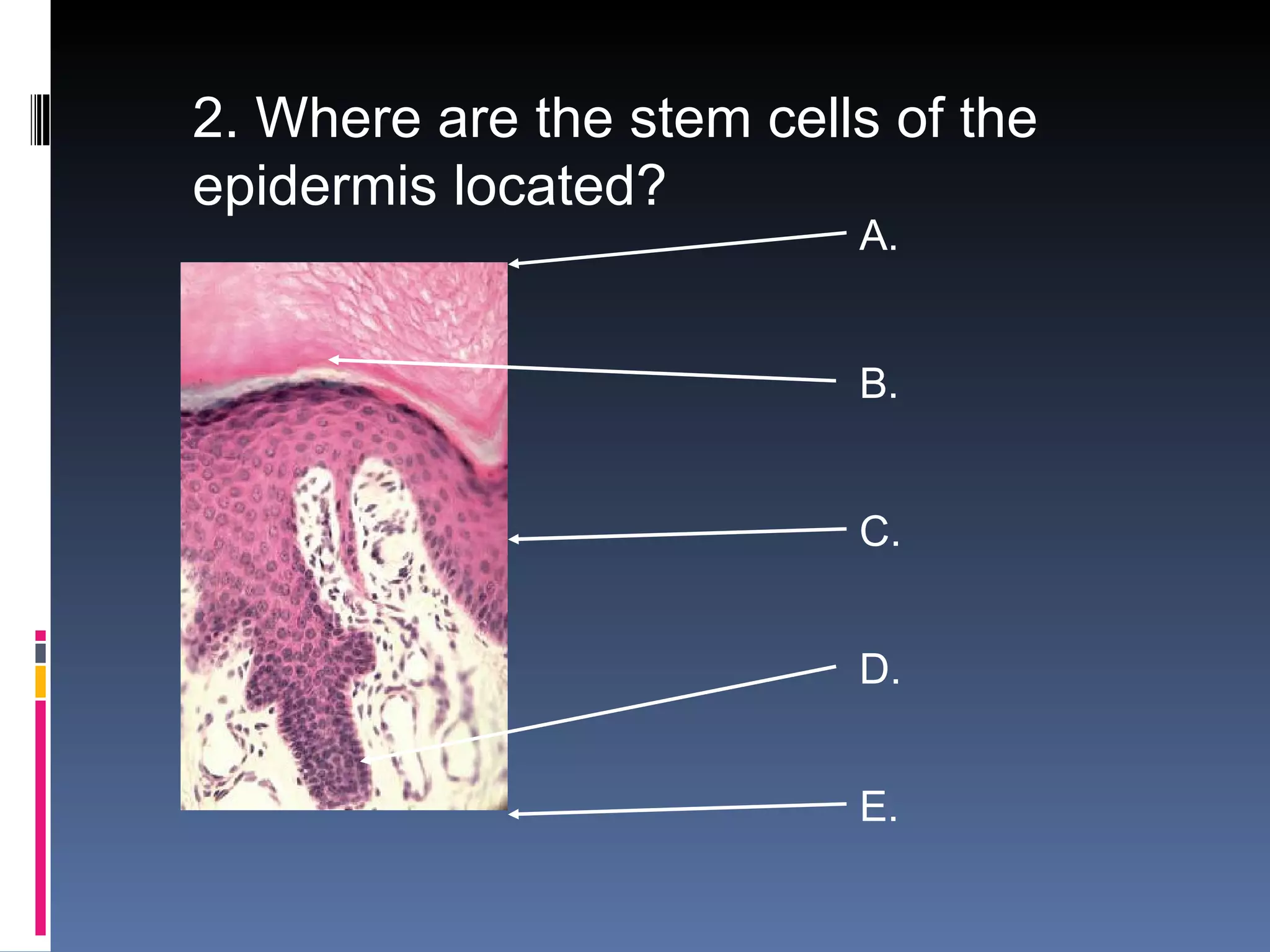 2. Where are the stem cells of the
epidermis located?
                          A.


                          B.


                          C.


                          D.


                          E.
 