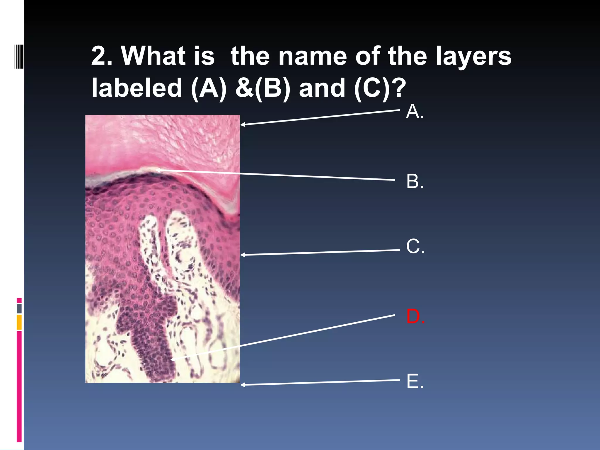 2. What is the name of the layers
labeled (A) &(B) and (C)?
                        A.


                        B.


                        C.


                        D.


                        E.
 