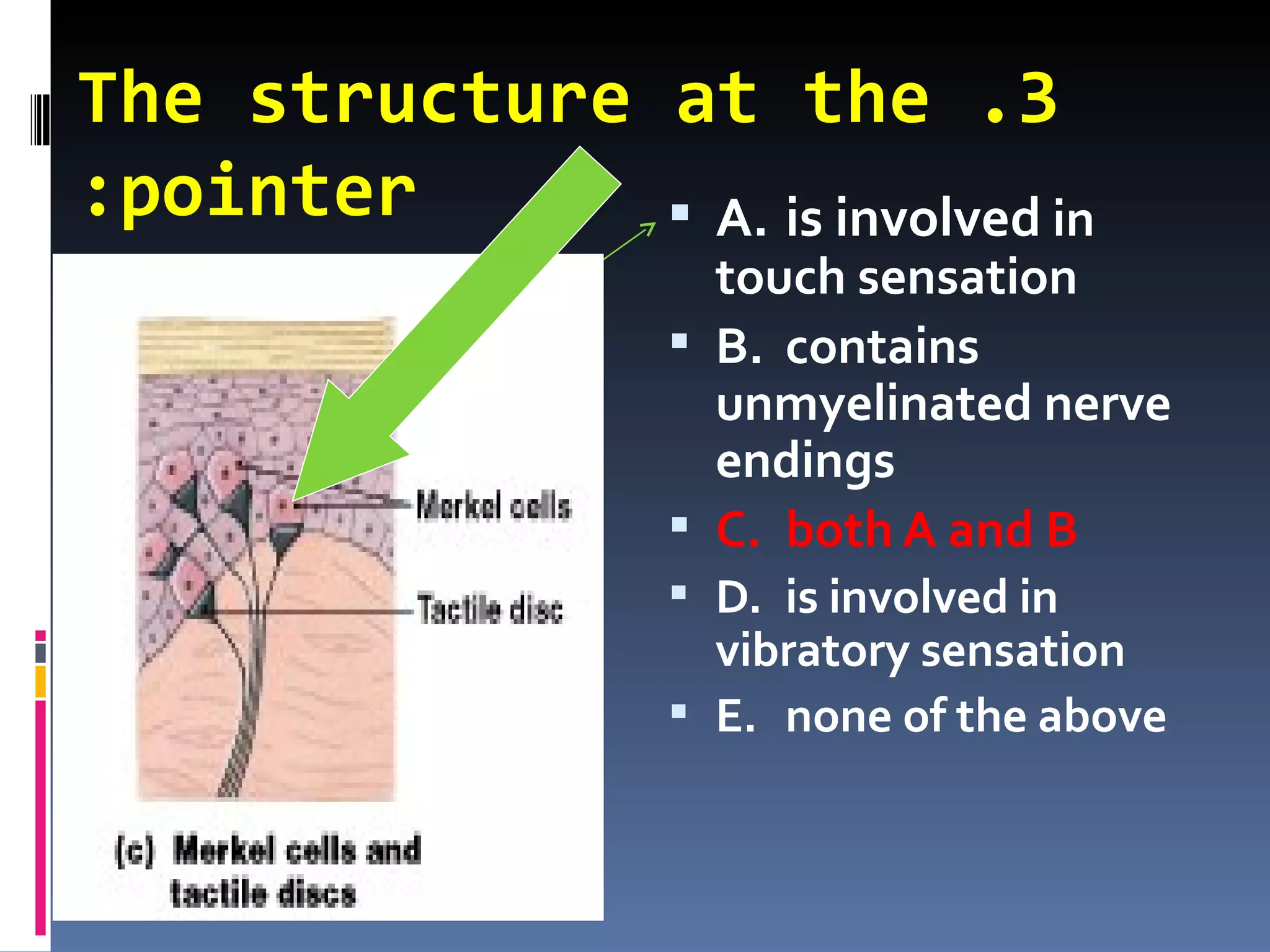 The structure at the .3
:pointer       A. is involved in
                     touch sensation
                    B. contains
                     unmyelinated nerve
                     endings
                    C. both A and B
                    D. is involved in
                     vibratory sensation
                    E. none of the above
 