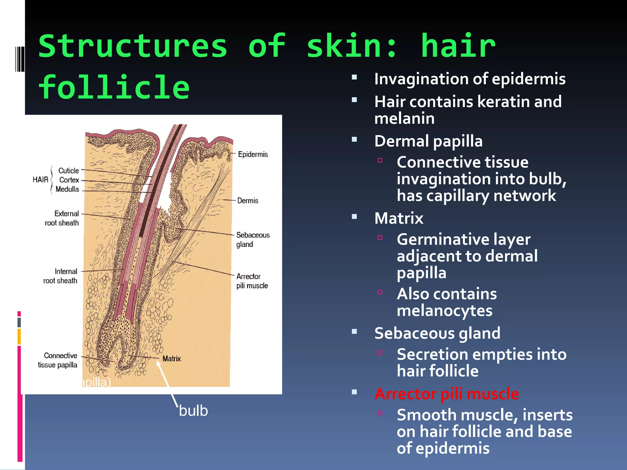 Structures of skin: hair
  follicle         Invagination of epidermis
                   Hair contains keratin and
                               melanin
                              Dermal papilla
                                Connective tissue
                                  invagination into bulb,
                                  has capillary network
                              Matrix
                                Germinative layer
                                  adjacent to dermal
                                  papilla
                                Also contains
                                  melanocytes
                              Sebaceous gland
                                Secretion empties into
                                  hair follicle
(dermal papilla)
                              Arrector pili muscle
                   bulb         Smooth muscle, inserts
                                  on hair follicle and base
                                  of epidermis
 