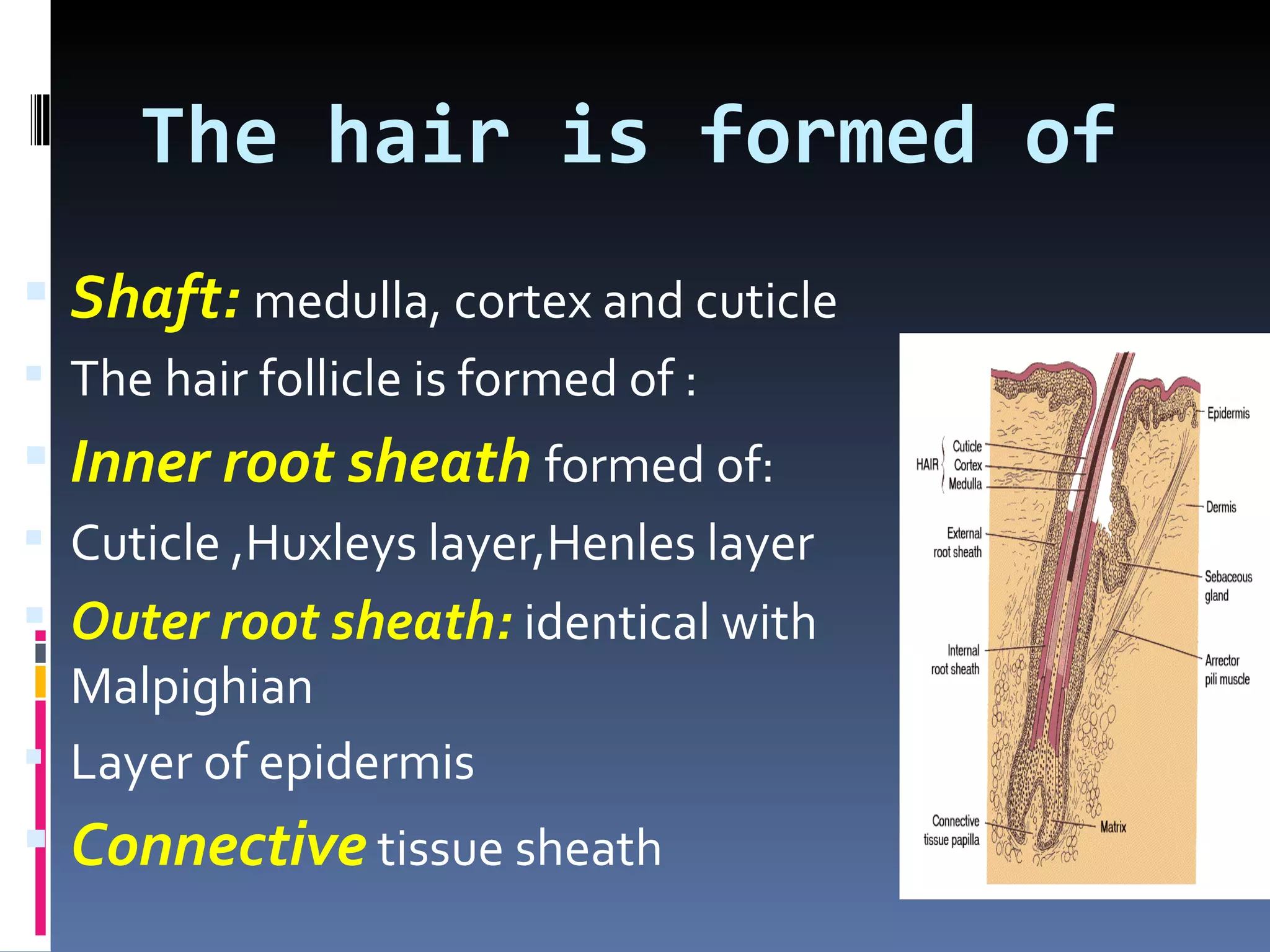 The hair is formed of
 Shaft: medulla, cortex and cuticle
 The hair follicle is formed of :
 Inner root sheath formed of:
 Cuticle ,Huxleys layer,Henles layer
 Outer root sheath: identical with
  Malpighian
 Layer of epidermis
 Connective tissue sheath
 