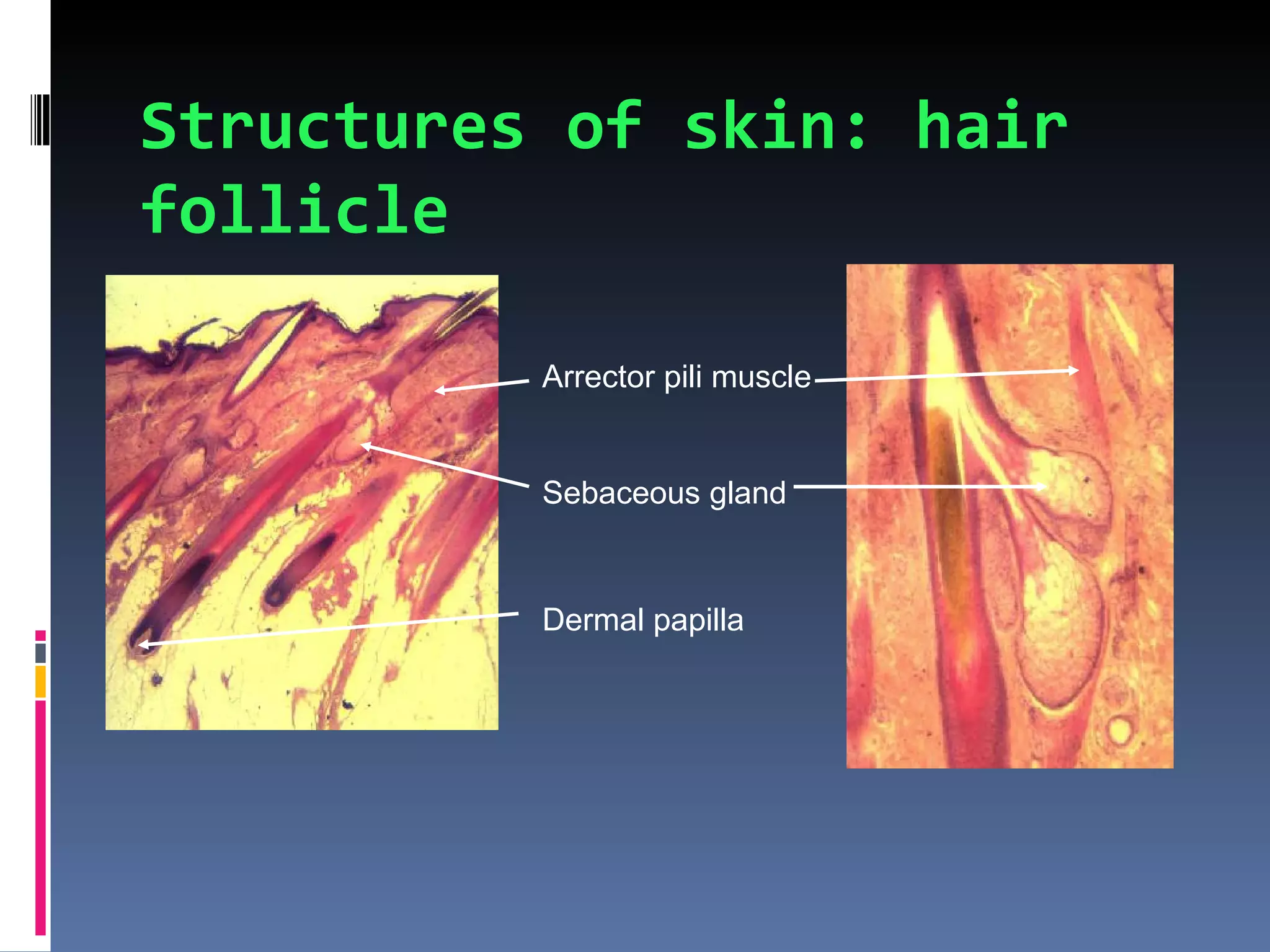 Structures of skin: hair
follicle

          Arrector pili muscle


          Sebaceous gland



          Dermal papilla
 