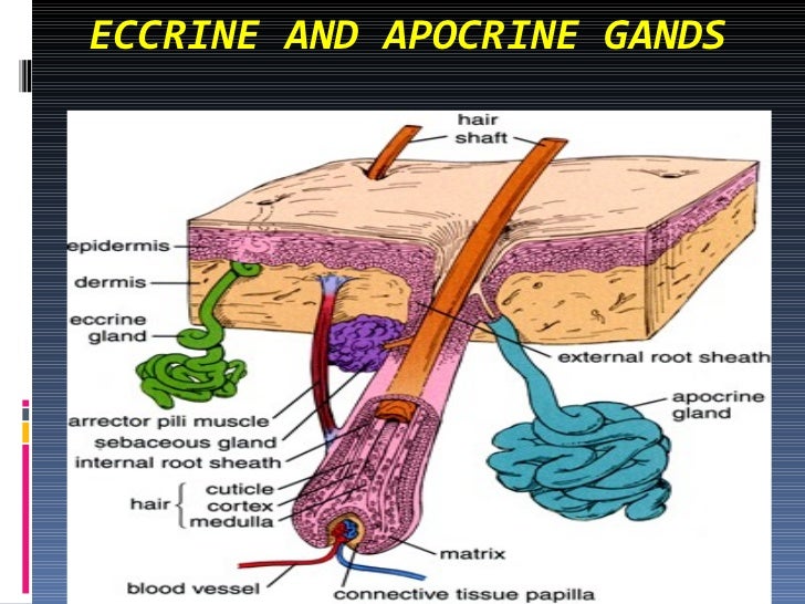 Histology  Skin