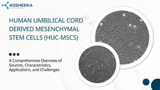Human Umbilical Cord Derived Mesenchymal Stem Cells (hUC-MSCs).pptx
