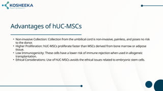 Human Umbilical Cord Derived Mesenchymal Stem Cells (hUC-MSCs).pptx