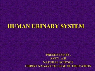 HUMAN URINARY SYSTEM
PRESENTED BY,
ANCY .A.R
NATURAL SCIENCE
CHRIST NAGAR COLLEGE OF EDUCATION
 