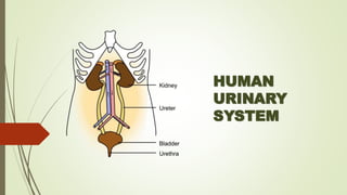 HUMAN
URINARY
SYSTEM
 