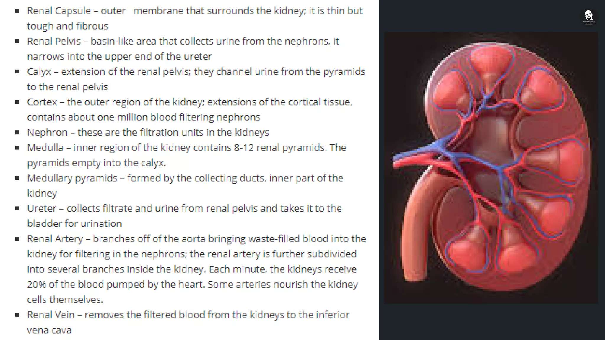 Human urinary system kidney(internal and external structure) | PPT ...