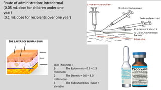 Route of administration: intradermal
(0.05 mL dose for children under one
year)
(0.1 mL dose for recipients over one year)
Skin Thickness :
1- The Epidermis = 0.5 – 1.5
millimeter
2- The Dermis = 0.6 – 3.0
millimeters
3- The Subcutaneous Tissue =
Variable
 
