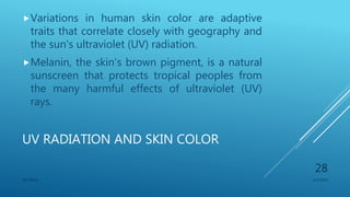 UV RADIATION AND SKIN COLOR
Variations in human skin color are adaptive
traits that correlate closely with geography and
the sun's ultraviolet (UV) radiation.
Melanin, the skin's brown pigment, is a natural
sunscreen that protects tropical peoples from
the many harmful effects of ultraviolet (UV)
rays.
1/1/2020SG OBAJE
28
 