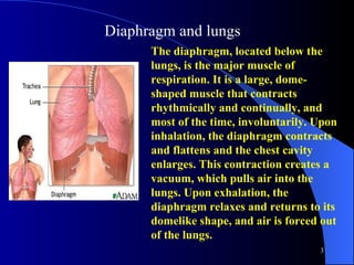 Diaphragm and lungs  The diaphragm, located below the lungs, is the major muscle of respiration. It is a large, dome-shaped muscle that contracts rhythmically and continually, and most of the time, involuntarily. Upon inhalation, the diaphragm contracts and flattens and the chest cavity enlarges. This contraction creates a vacuum, which pulls air into the lungs. Upon exhalation, the diaphragm relaxes and returns to its domelike shape, and air is forced out of the lungs.  