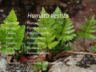 Humata vestita
Regnum : Plantae
Diviso : Pteridophyta
Classis : Polypodiopsida
Ordo : Polypodiales
Familia : Davalliaceae
Genus : Humata
Species : Humata vestita
 Sumber : Gembong Tjitrosoepomo, 2014.
 