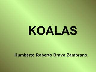KOALAS
Humberto Roberto Bravo Zambrano

 