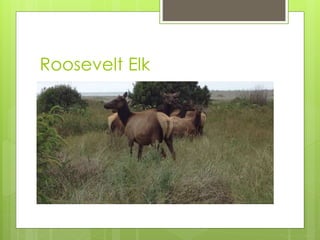Roosevelt Elk
 