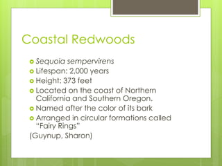 Coastal Redwoods
 Sequoia sempervirens
 Lifespan: 2,000 years
 Height: 373 feet
 Located on the coast of Northern
California and Southern Oregon.
 Named after the color of its bark
 Arranged in circular formations called
“Fairy Rings”
(Guynup, Sharon)
 