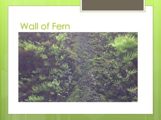 Wall of Fern
 