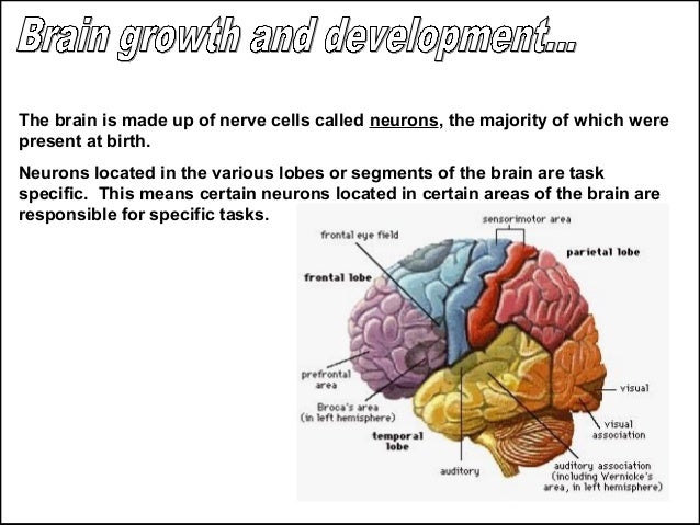 infant brain development