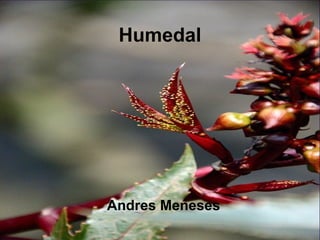 Humedal Andres Meneses 