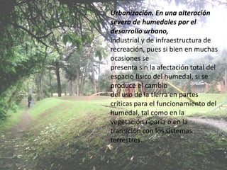 Urbanización. En una alteración
severa de humedales por el
desarrollo urbano,
industrial y de infraestructura de
recreación, pues si bien en muchas
ocasiones se
presenta sin la afectación total del
espacio físico del humedal, si se
produce el cambio
del uso de la tierra en partes
críticas para el funcionamiento del
humedal, tal como en la
vegetación riparia o en la
transición con los sistemas
terrestres.
 