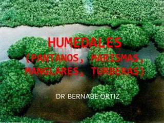 HUMEDALES
(PANTANOS, MARISMAS,
MANGLARES, TURBERAS)
DR BERNABE ORTIZ
 