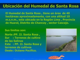 Ubicación del Humedal de Santa Rosa El Humedal de Santa Rosa , tiene un área  de 40 hectáreas aproximadamente, con una altitud 10 m.s.n.m., esta ubicada en la Región Lima , Provincia de Huaral, Distrito de Chancay , sector Cascajo. Sus límites son: Norte :PP. JJ. Santa Rosa , Sur : Terrenos de cultivo de las Salinas Este : PP. JJ. Santa Rosa y terrenos de cultivos Oeste : Océano Pacífico. 