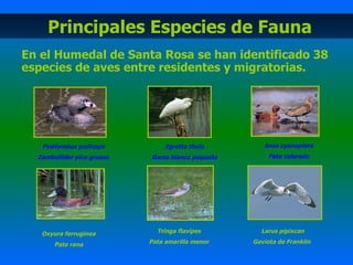Principales Especies de Fauna En el Humedal de Santa Rosa se han identificado  38 especies de aves entre residentes y migratorias.   Podilymbus podiceps Zambullidor pico grueso Egretta thula Garza blanca pequeña Anas cyanoptera Pato colorado Oxyura ferruginea Pato rana Tringa flavipes Pata amarilla menor Larus pipixcan Gaviota de Franklin   