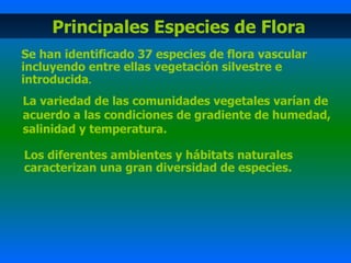 Principales Especies de Flora Se han identificado 37 especies de flora vascular incluyendo entre ellas vegetación silvestre e introducida .   La variedad de las comunidades vegetales varían de acuerdo a las condiciones de gradiente de humedad, salinidad y temperatura. Los diferentes ambientes y hábitats naturales caracterizan una gran diversidad de especies.   