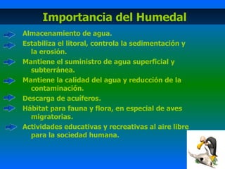 Almacenamiento de agua. Estabiliza el litoral, controla la sedimentación y la erosión. Mantiene el suministro de agua superficial y subterránea. Mantiene la calidad del agua y reducción de la contaminación. Descarga de acuíferos . Hábitat para fauna y flora, en especial de aves migratorias . Actividades educativas y recreativas al aire libre para la sociedad humana. Importancia del Humedal 