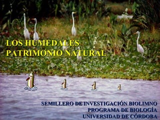 SEMILLERO DE INVESTIGACIÓN BIOLIMNOSEMILLERO DE INVESTIGACIÓN BIOLIMNO
PROGRAMA DE BIOLOGÍAPROGRAMA DE BIOLOGÍA
UNIVERSIDAD DE CÓRDOBAUNIVERSIDAD DE CÓRDOBA
LOS HUMEDALESLOS HUMEDALES
PATRIMONIO NATURALPATRIMONIO NATURAL
 