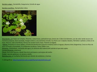 Nombre vulgar: Camalotillo, Sanguinaria, Estrella de agua 
Nombre científico: Nymphoides indica 
Descripción : sus hojas son simples, flotantes, subcarnosas, palmatinervaas; lamina de 2-20cm de diámetro, son de color verde oscuro con 
manchas purpuras, base escotada, margen entero u oscuramente crenado. Sus flores son 5 sépalos lobados, fibrilados 5 pétalos unidos en la 
base, blancos, tubo amarillento, florece de octubre hasta mayo. Flotante arraigada. 
Hábitat: Presente en zonas cálidas, el límite de distribución austral en América latina Uruguay y Buenos Aires (Argentina). Crece en Ríos de 
poca corriente y Humedales. En ambientes acuáticos, hasta 1500m snm. 
Alimento : Fotosíntesis, nutrientes del agua y se alimenta del material del sustrato al que esta sujeto. 
Comportamiento: estacional 
Flores: fascículos blancos, desde fines de la primavera a principios del otoño. 
Frutos: cápsulas globosas, en verano y otoño. 
Reproducción: se multiplica fácilmente por división de estolones y rizomas. 
F. bibliográficas http://cauba.fcien.edu.uy/pdf/Nymphoides%20indica.pdf. 
 