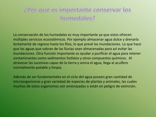 La conservación de los humedales es muy importante ya que estos ofrecen 
múltiples servicios ecosistémicos. Por ejemplo almacenar agua dulce y drenarla 
lentamente de regreso hasta los Ríos, lo que prevé las inundaciones. Lo que hace 
que las aguas que sobran de las lluvias sean almacenadas para así evitar las 
inundaciones. Otra función importante es ayudar a purificar el agua para retener 
contaminantes como sedimentos fosfatos y otros compuestos químicos. Al 
atravesar las sucesivas capas de la tierra y arena el agua, llega al acuífero 
normalmente potable y limpia. 
Además de ser fundamentales en el ciclo del agua poseen gran cantidad de 
microorganismos y gran variedad de especies de plantas y animales, las cuales 
muchos de estos organismos son amenazadas o están en peligro de extinción. 
 