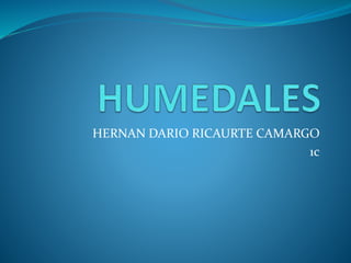 HERNAN DARIO RICAURTE CAMARGO
1c
 