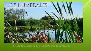Humedal de Laguna de Rocha en Ezeiza Provincia de Buenos Aires
 