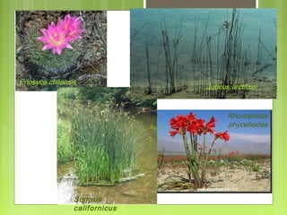 Eriosyce chilensis
                                Juncus arcticus


                                      Rhodophiala
                                      phycelloides




                 Scirpus
                 californicus
 
