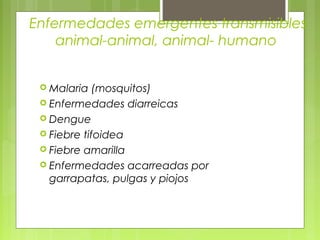 Enfermedades emergentes transmisibles
    animal-animal, animal- humano


  Malaria   (mosquitos)
  Enfermedades diarreicas
  Dengue
  Fiebre tifoidea
  Fiebre amarilla
  Enfermedades acarreadas por
   garrapatas, pulgas y piojos
 
