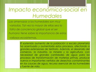 Impacto económico-social en
        Humedales
Las amenazas a los humedales son muy
 variadas. Tal vez la mayor de ellas sea la
 falta de conciencia global que el ser
humano tiene sobre la importancia de estos
valiosos ecosistemas.

        El sostenido aumento de la población a escala planetaria
        ha acentuado y aumentado estos procesos, afectando a
        grandes extensiones de territorio. Además, el desarrollo del
        comercio, la industria, la minería y la agricultura, con
        necesidad de grandes cantidades de agua para los
        procesos de transformación de materias primas, produce
        nuevos e importantes vertidos de desechos contaminantes
        en los cauces de agua, recurso esencial de los humedales
        y fuente de vida.
 