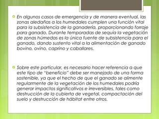    En algunos casos de emergencia y de manera eventual, las
    zonas aledañas a los humedales cumplen una función vital
    para la subsistencia de la ganadería, proporcionando forraje
    para ganado. Durante temporadas de sequía la vegetación
    de zonas húmedas es la única fuente de subsistencia para el
    ganado, dando sustento vital a la alimentación de ganado
    bovino, ovino, caprino y caballares.



   Sobre este particular, es necesario hacer referencia a que
    este tipo de “beneficio” debe ser manejado de una forma
    sostenible, ya que el hecho de que el ganado se alimente
    regularmente de la vegetación de los humedales podría
    generar impactos significativos e irreversibles, tales como
    destrucción de la cubierta de vegetal, compactación del
    suelo y destrucción de hábitat entre otros.
 