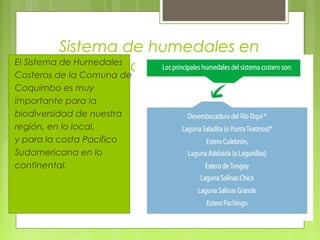 Sistema de humedales en
                      Coquimbo
El Sistema de Humedales
Costeros de la Comuna de
Coquimbo es muy
importante para la
biodiversidad de nuestra
región, en lo local,
y para la costa Pacífico
Sudamericana en lo
continental.
 