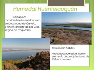 Humedal Huentelauquén
       Ubicación:
Localidad de Huentelauquen,
en la comuna de Canela,
a 40 km. al norte de Los Vilos,
Región de Coquimbo.




                                  Descripción hábitat:

                                  nubosidad; humedad, con un
                                  promedio de precipitaciones de
                                  130 mm anuales
 