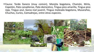  Fauna: Tordo llanero (muy común), Monjita bogotana, Chamón, Mirla,
Copetón, Pato canadiense, Pato domestico, Tingua pico amarillo, Tingua pico
rojo, Tingua azul, Garza real juvenil, TIngua moteada bogotana, Musarañas,
Chuchas, Curíes, Comadrejas, entre otras especies.
 