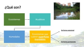 ¿Qué son?
Ecosistemas Acuáticos
Humedales
Ecosistemas que
cubren superficies
inundables
De forma estacional
De forma permanente
 