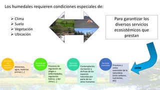 Los humedales requieren condiciones especiales de:
 Clima
 Suelo
 Vegetación
 Ubicación
Para garantizar los
diversos servicios
ecosistémicos que
prestan
comoAlimentos,
agua, materias
primas […]
Servicios
de
aprovisio-
namiento
Procesos de
regulación de
plagas y
enfermedades,
regulación
hídrica y del
clima […]
Servicios de
regulación
Contemplación,
recreación y
disfrute de los
espacios
naturales por
parte de los
seres humanos.
Servicios
culturales Procesos y
ciclos
esenciales de la
naturaleza
(ciclo carbono,
nutrientes,
etc)
Servicios
esenciales
 
