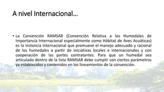 A nivel Internacional…
• La Convención RAMSAR (Convención Relativa a los Humedales de
Importancia Internacional especialmente como Hábitat de Aves Acuáticas)
es la instancia internacional que promueve el manejo adecuado y racional
de los humedales a partir de iniciativas locales e internacionales y con
cooperación de las partes contratantes. Para que un humedal sea
articulado dentro de la lista RAMSAR debe cumplir con ciertos parámetros
ya establecidos y contenidos en los lineamientos de la convención.
 